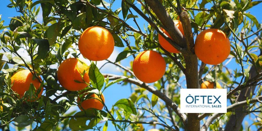 Exportación de naranjas en la comunidad valenciana